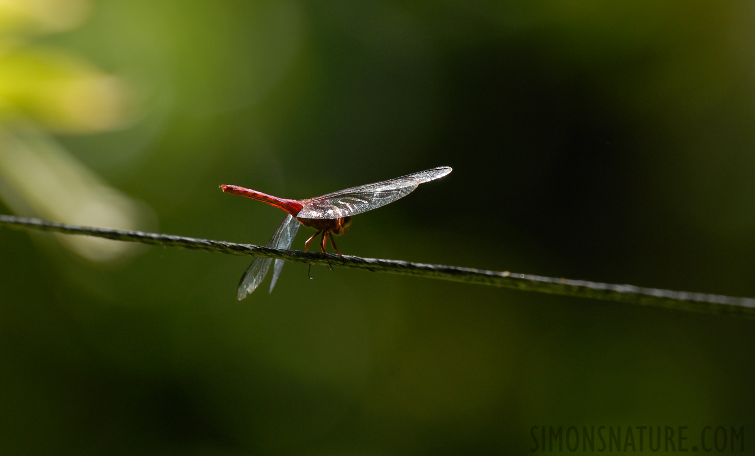 Orthemis discolor [400 mm, 1/180 sec at f / 7.1, ISO 250]